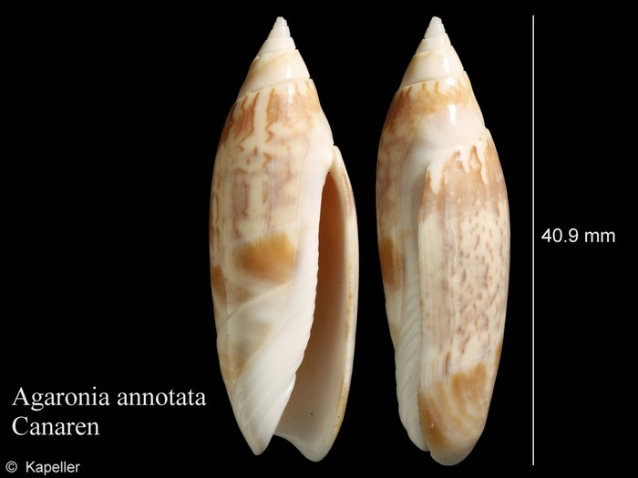Agaronia annotata Agaronia annotata