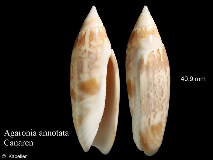 Agaronia annotata