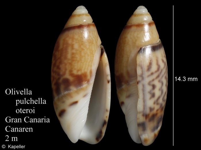 Olivella pulchella oteroi Olivella pulchella oteroi