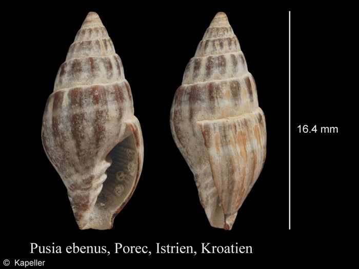 Pusia ebenus