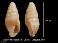 Ebenomitra granum