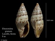 Ebenomitra granum