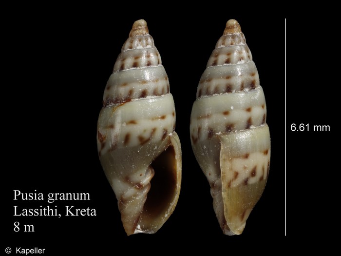 Pusia granum Pusia granum