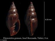 Ebenomitra granum