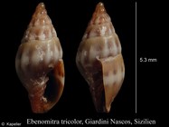 Ebenomitra tricolor