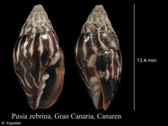 Pusia zebrina