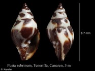 Pusia zebrina