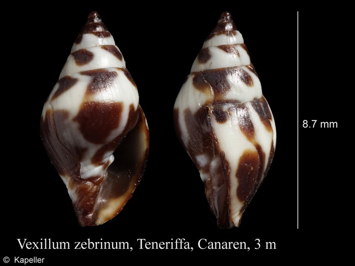 Vexillum zebrinum