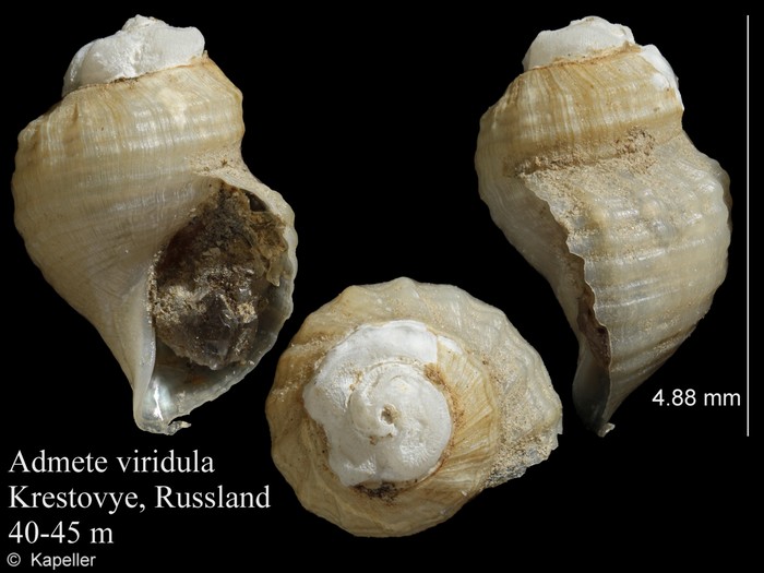 Admete viridula