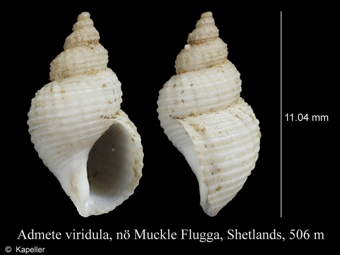 Admete viridula