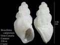 Mollusca (molluscs)