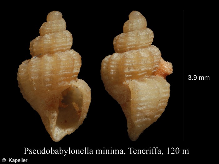 Pseudobabylonella minima