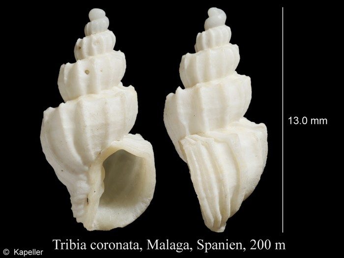 Tribia coronata Tribia coronata