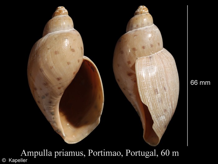 Ampulla priamus