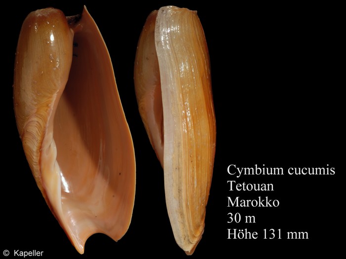 Cymbium cucumis