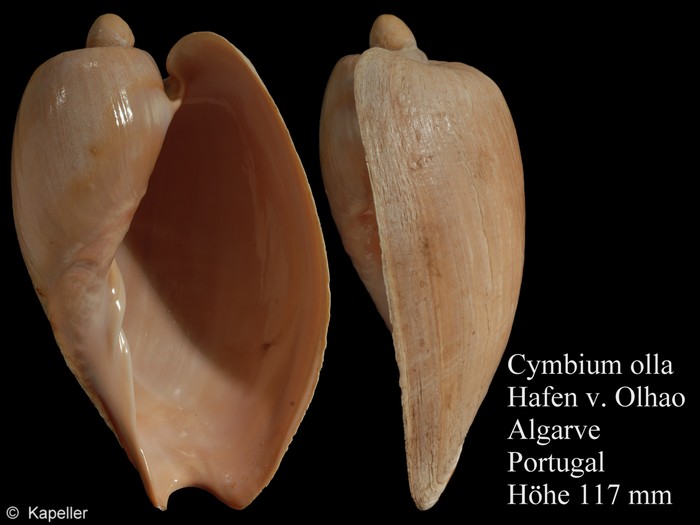 Cymbium olla