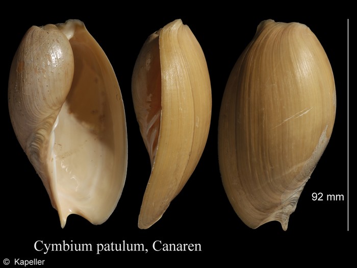 Cymbium patulum