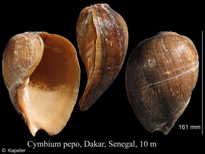 Cymbium pepo