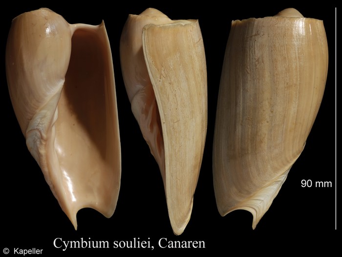 Cymbium souliei