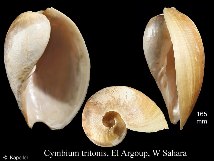 Cymbium tritonis