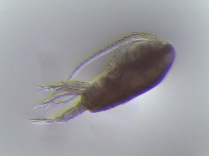 Paracalanus indicus Paracalanus indicus