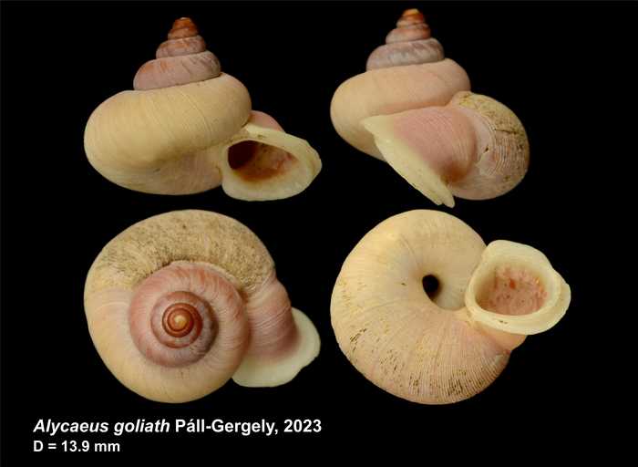 Holotype of Alycaeus goliath Páll-Gergely, 2023 Holotype of Alycaeus goliath Páll-Gergely, 2023