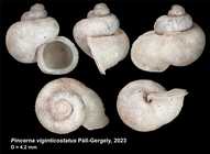 Holotype of Pincerna viginticostatus Páll-Gergely, 2023