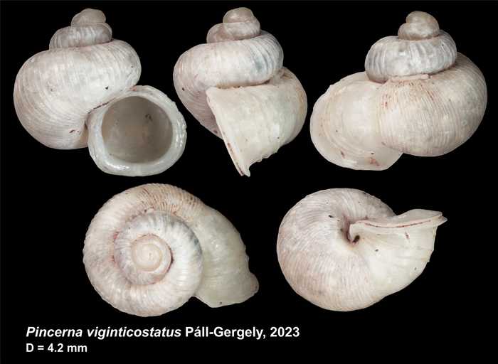 Holotype of Pincerna viginticostatus Páll-Gergely, 2023