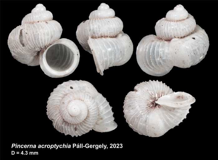 Holotype of Pincerna acroptychia Páll-Gergely, 2023