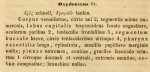 Etymology and Latin diagnosis of Oxydromus Grube, 1855