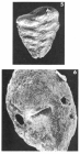 Textularia minuta (Terquem, 1882)