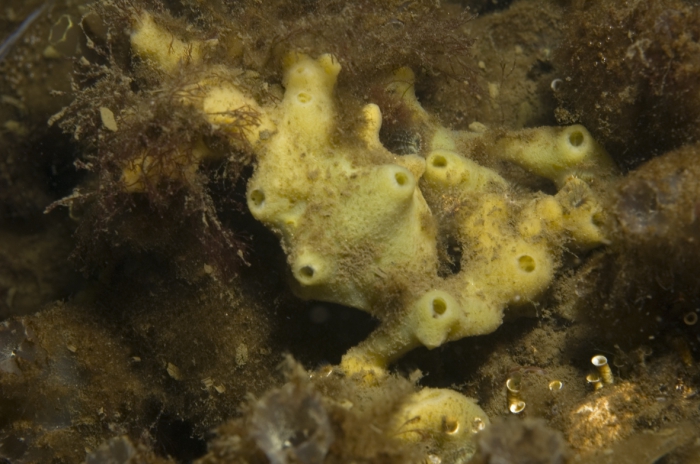 Halichondria panicea Halichondria panicea
