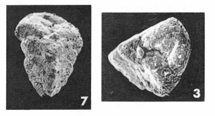 Valvulina limbata Terquem, 1882