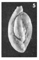 Quinqueloculina striata d'Orbigny in Guérin-Méneville, 1832