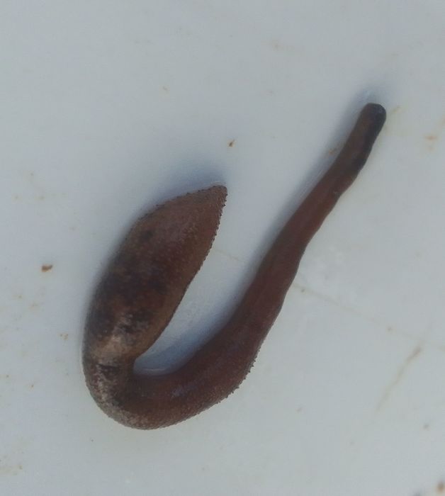 Sipuncula, (2023, Fig.1) Sipuncula, (2023, Fig.1)