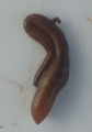 Sipuncula (peanut worms)