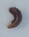 Sipuncula (peanut worms)