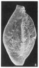 Quinqueloculina lippa Le Calvez, 1947