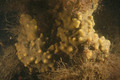 Porifera (sponges)