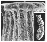 Articulina nitida d'Orbigny in Guin-Meville, 1832