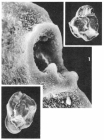 Quinqueloculina hexacostata Le Calvez, 1947