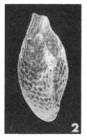 Quinqueloculina pertusa Terquem Em. Le Calvez, 1947