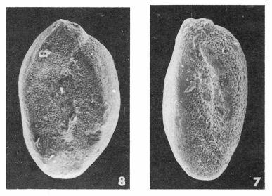 Quinqueloculina contorta d'Orbigny, 1846 Quinqueloculina contorta d'Orbigny, 1846