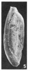 Miliola rostrata (Terquem, 1882)
