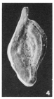 Spiroloculina tricosta Cushman & Todd, 1944