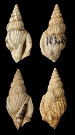 Dientomochilus gerthi (Pannekoek, 1936)
