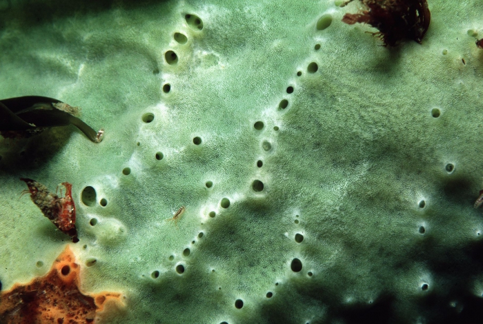 Halichondria panicea Halichondria panicea