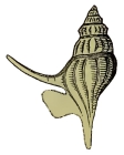 Rostellaria waiparensis Hector, 1886