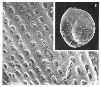 Miliola prisca (d'Orbigny, 1850)