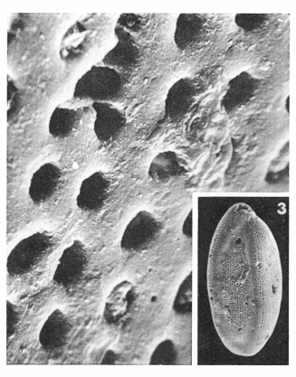 Miliola saxorum (Lamarck, 1804)